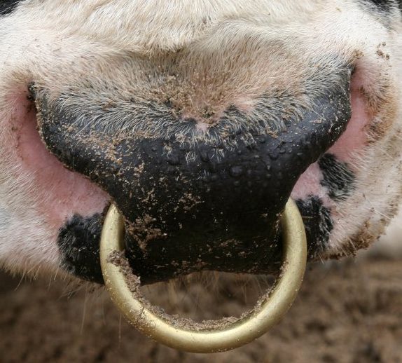 Bull Calf & Cow Restraining Nose Ring (Brass) Medium 65MM