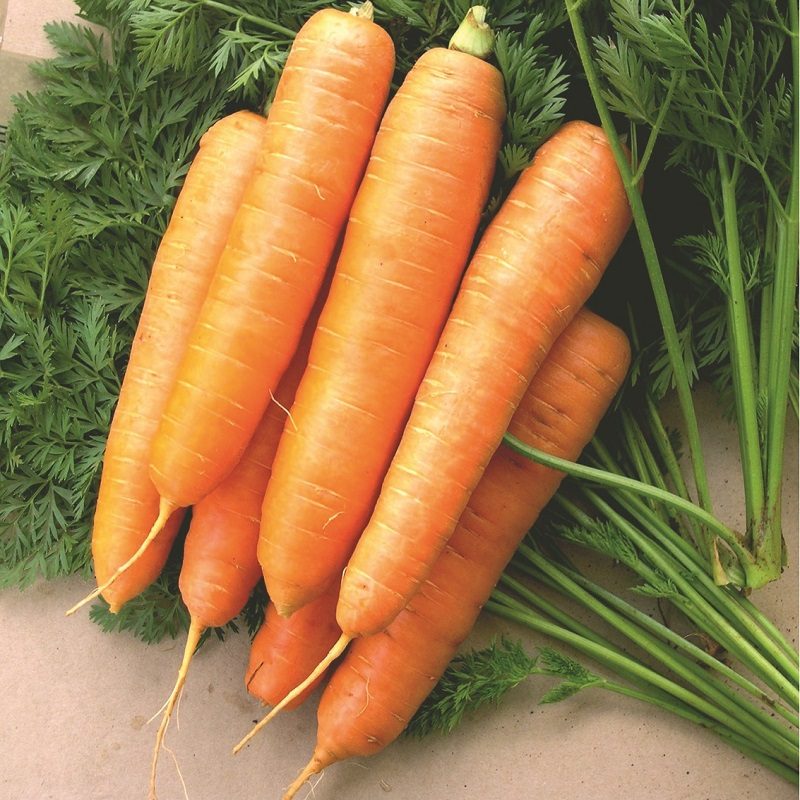 Simlaw Carrot Seeds Nantes 10g