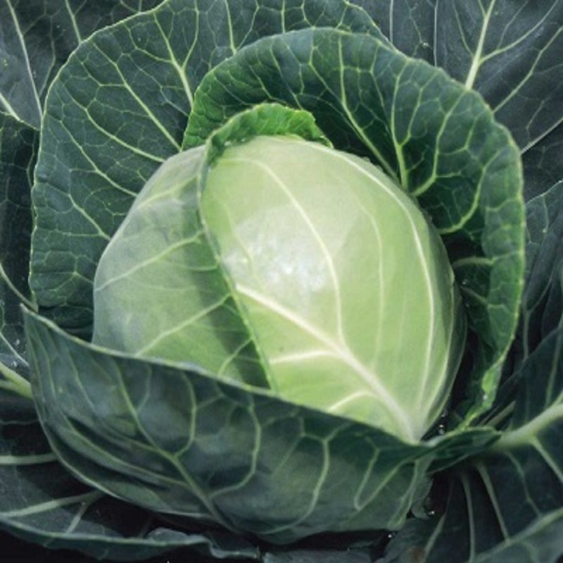 Simlaw Cabbage Seeds Copenhagen Market 10g