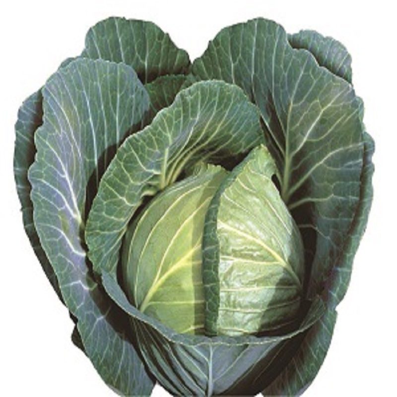 Simlaw Cabbage Seeds Gloria Star F1 10g