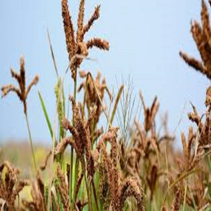 Simlaw Finger Millet Seeds (2Kg)