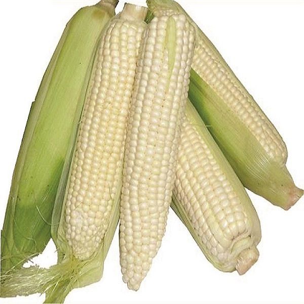 Simlaw Maize Seeds H513 (2kg) (Medium Altitude)