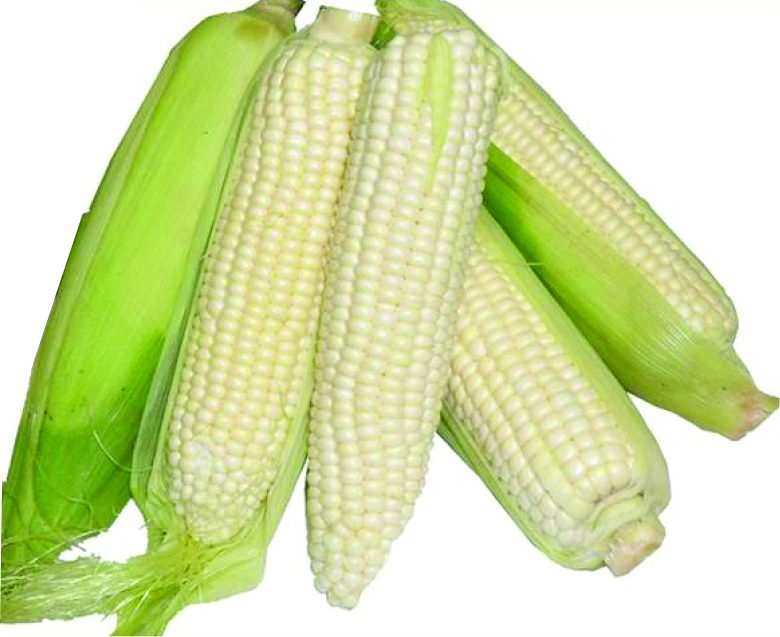 Simlaw Maize Seeds H516 (2Kg) (Medium Altitude)