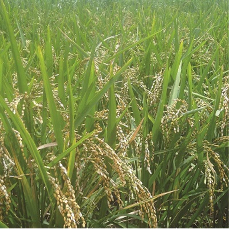 Simlaw Nerica Rice Seeds (2Kg)