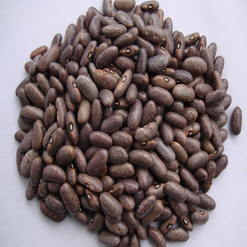 Simlaw Sorghum Seeds Gadam (2Kg)