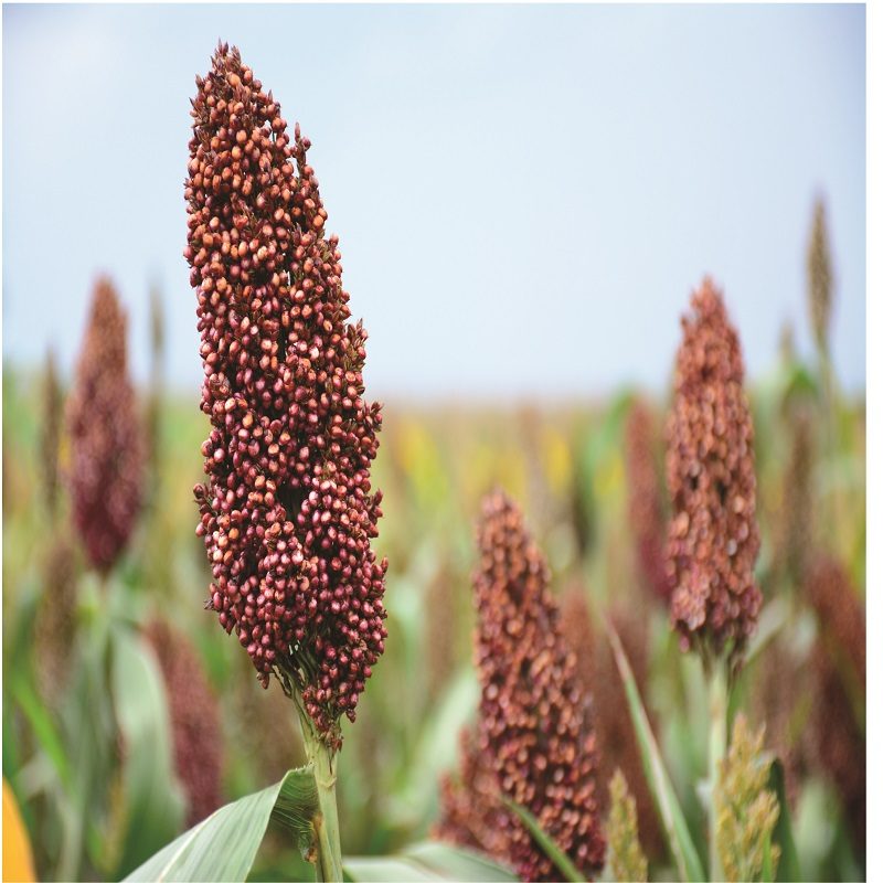 Simlaw Sorghum Seeds Serena (2Kg)